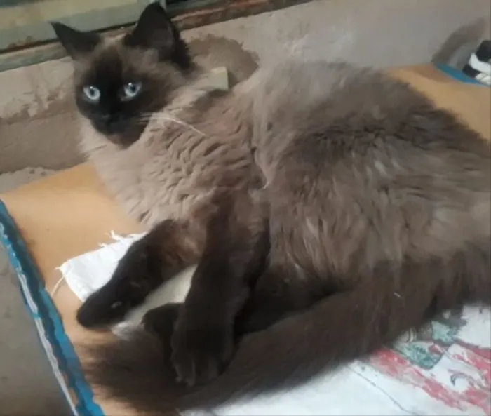 Gato ra a Ragdoll  idade 1 ano nome Nina 