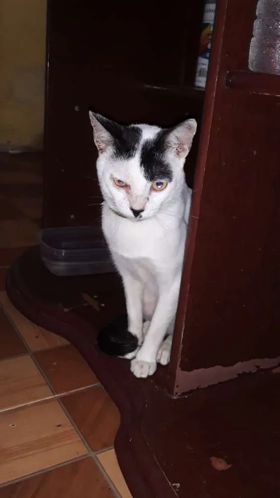 Gato ra a Srd idade 1 ano nome Pingo 