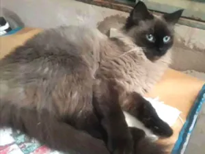 Gato raça Ragdoll  idade 1 ano nome Nina 