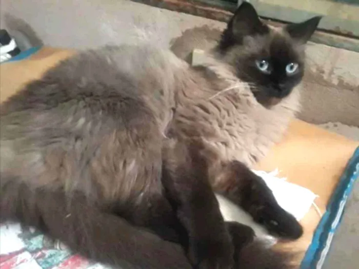 Gato ra a Ragdoll  idade 1 ano nome Nina 