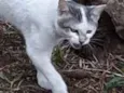 Bebe 