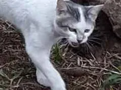 Gato ra a  idade 2 a 6 meses nome Bebe 