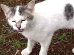 Gato raça  idade 2 a 6 meses nome Bebe 