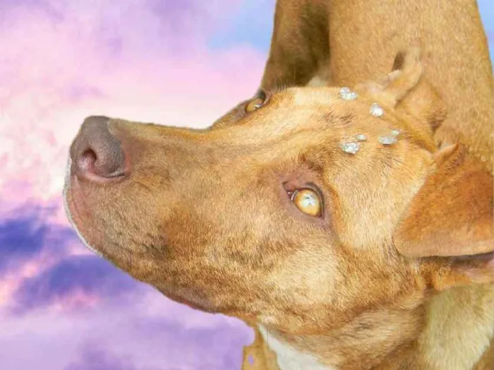 Cachorro ra a Mix pit bull idade 1 ano nome Raika