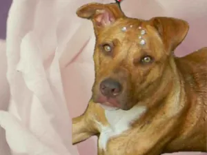 Cachorro raça Mix pit bull idade 1 ano nome Raika