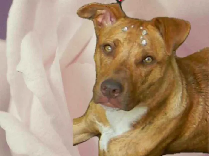 Cachorro ra a Mix pit bull idade 1 ano nome Raika