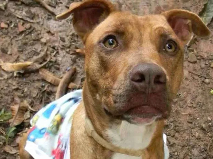 Cachorro ra a Mix pit bull idade 1 ano nome Raika