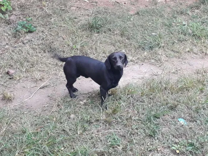 Cachorro raça Vira lara idade 2 anos nome Sansao