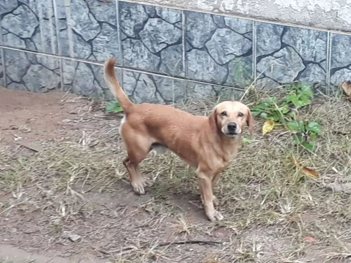 Cachorro raça Vira lara idade 3 anos nome Sheik