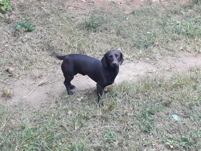Cachorro raça Vira lara idade 2 anos nome Sansao
