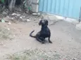 Sansao