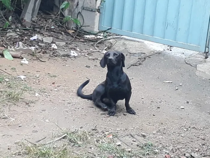 Cachorro raça Vira lara idade 2 anos nome Sansao