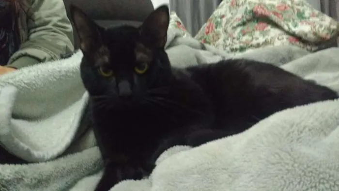 Gato ra a idade 1 ano nome ?