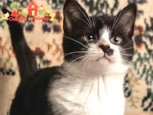 Cachorro raça SRD idade 2 a 6 meses nome MANUEL