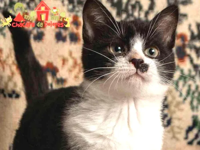 Cachorro ra a SRD idade 2 a 6 meses nome MANUEL