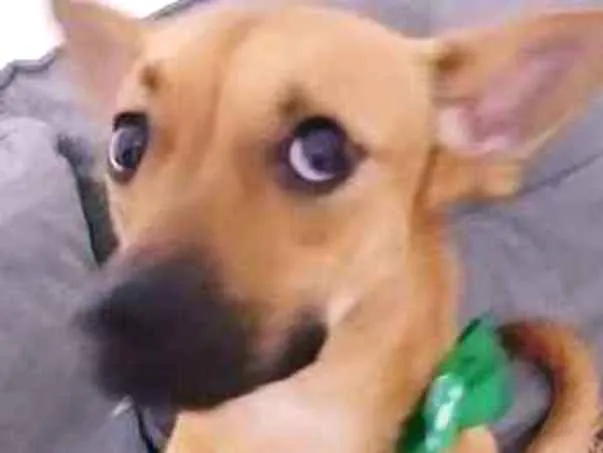 Cachorro ra a srd idade 1 ano nome Chokito