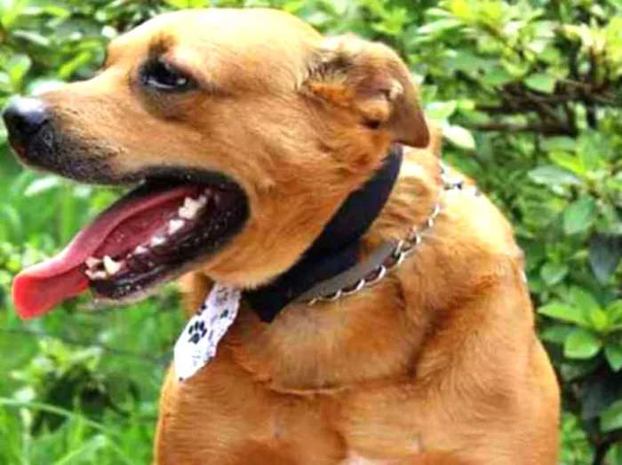 Cachorro raça Mix pit bull idade 4 anos nome Dudu