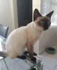 Maya