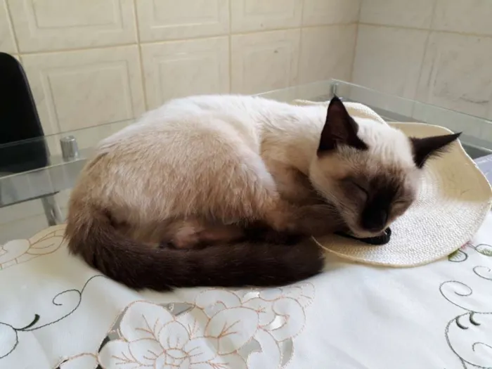 Gato ra a srd idade 2 a 6 meses nome Maya