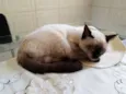 Maya