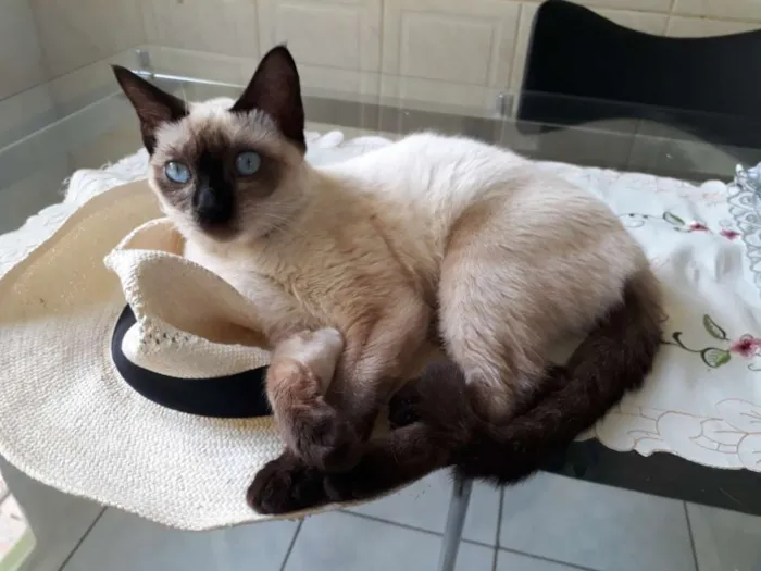 Gato ra a srd idade 2 a 6 meses nome Maya