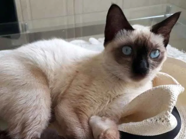Gato ra a srd idade 2 a 6 meses nome Maya