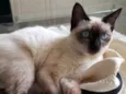 Maya