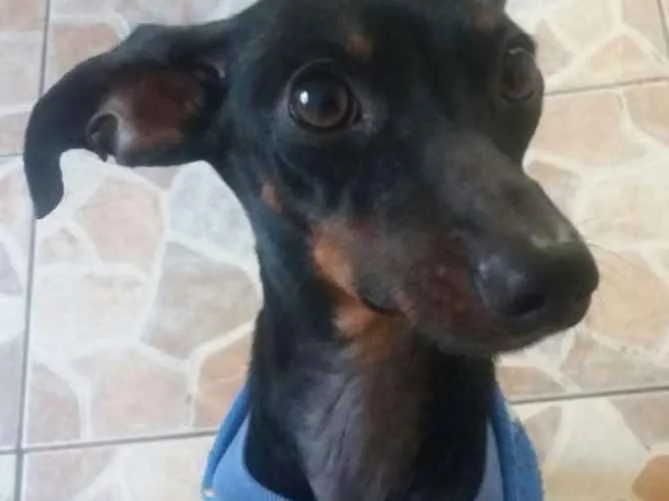 Cachorro ra a Dachshund  (salsichinha) idade 1 ano nome Joe