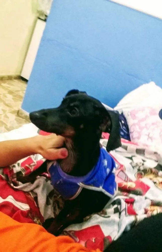 Cachorro ra a Dachshund  (salsichinha) idade 1 ano nome Joe