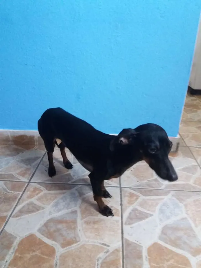 Cachorro ra a Dachshund  (salsichinha) idade 1 ano nome Joe