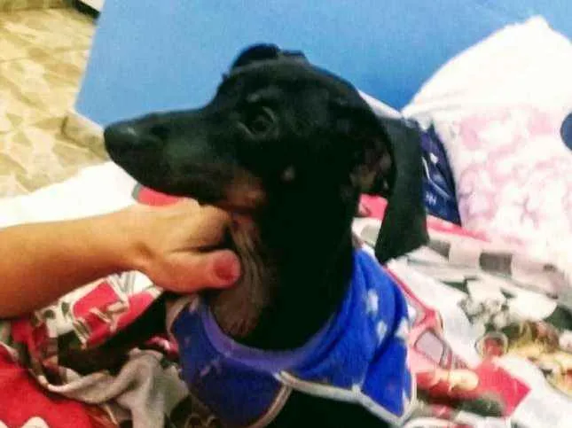 Cachorro ra a Dachshund  (salsichinha) idade 1 ano nome Joe