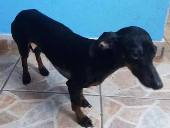 Cachorro ra a Dachshund  (salsichinha) idade 1 ano nome Joe