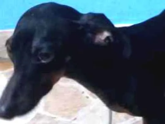 Cachorro ra a Dachshund  (salsichinha) idade 1 ano nome Joe