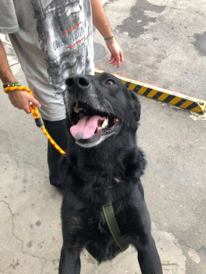 Cachorro ra a Indefinida SRD idade 2 anos nome Calvin