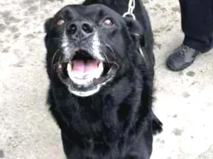 Cachorro raça Indefinida SRD idade 2 anos nome Calvin