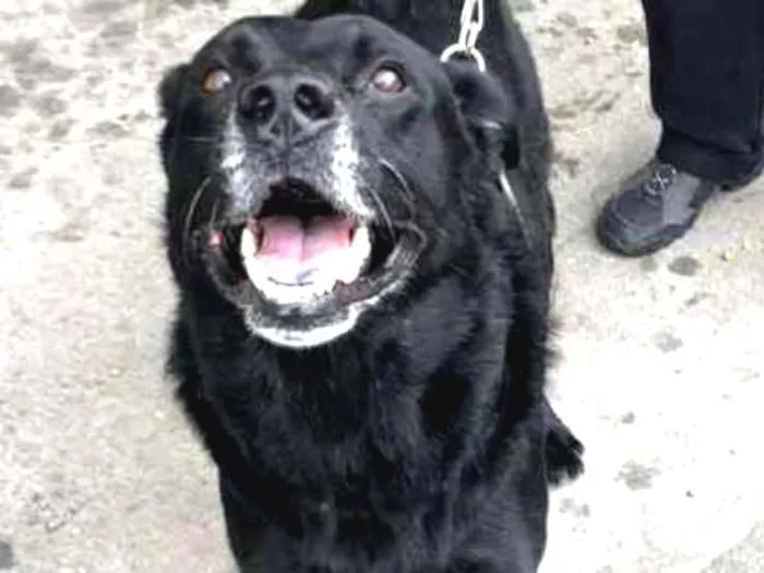 Cachorro ra a Indefinida SRD idade 2 anos nome Calvin