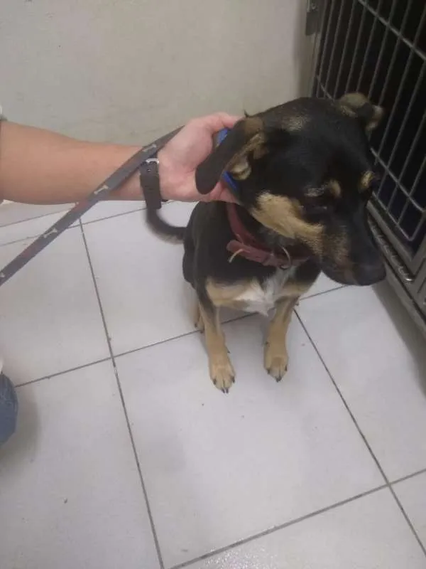 Cachorro ra a srd idade 7 a 11 meses nome Nescau 