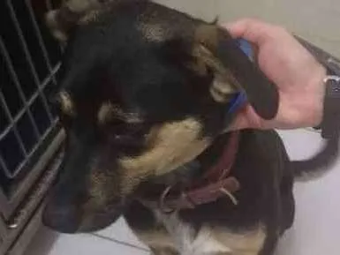Cachorro ra a srd idade 7 a 11 meses nome Nescau 