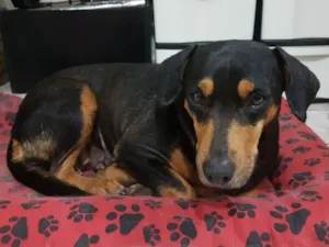 Cachorro raça SDR idade 3 anos nome Flora