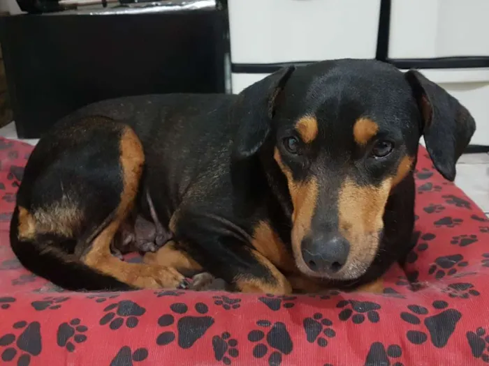 Cachorro ra a SDR idade 3 anos nome Flora