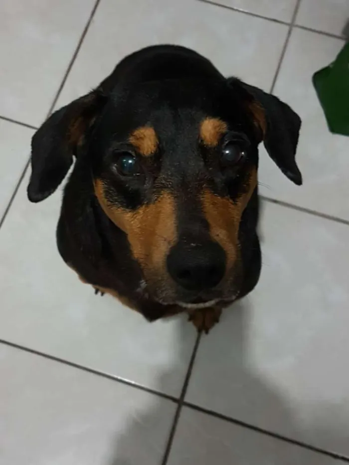 Cachorro ra a SDR idade 3 anos nome Flora
