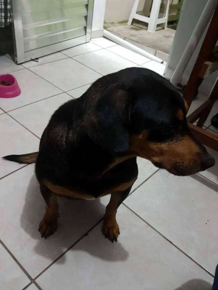 Cachorro ra a SDR idade 3 anos nome Flora
