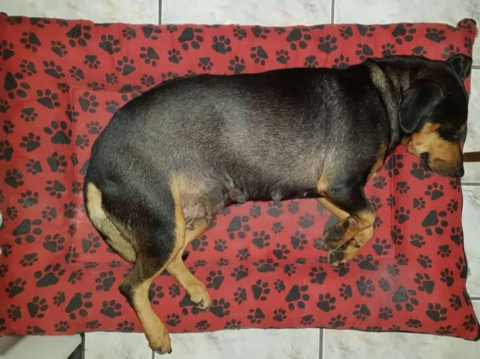 Cachorro ra a SDR idade 3 anos nome Flora
