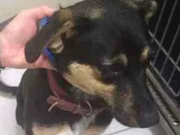 Cachorro ra a srd idade 7 a 11 meses nome Nescau 