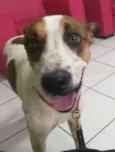 Bartolo