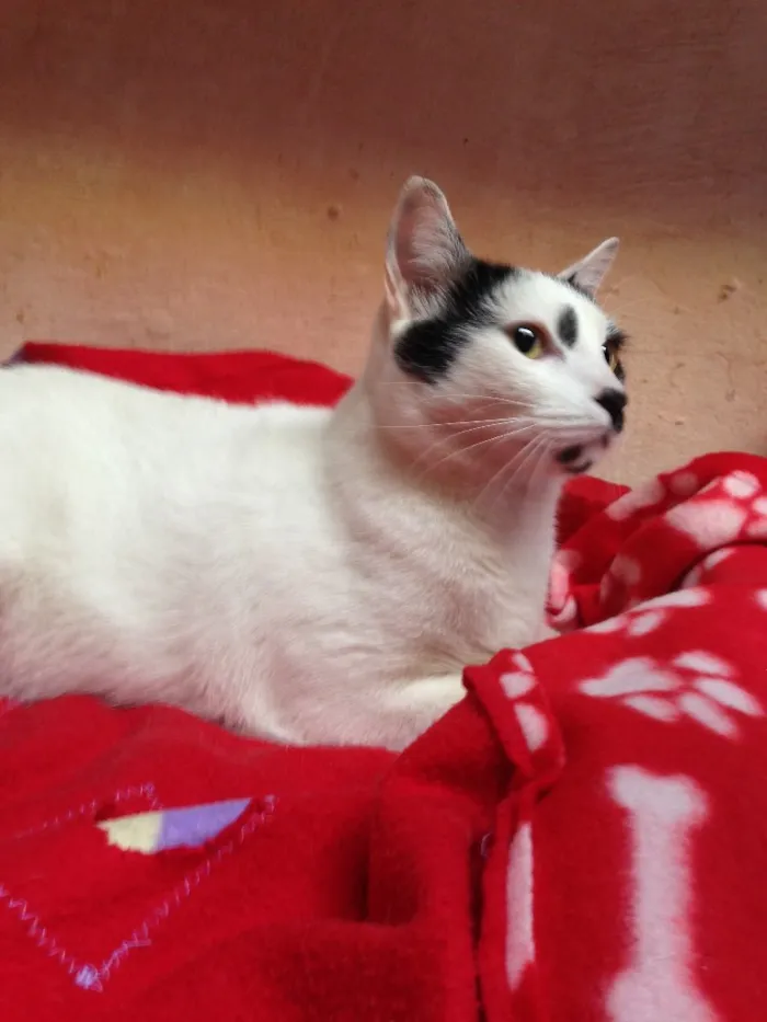 Gato ra a Srd idade 7 a 11 meses nome Pintado 