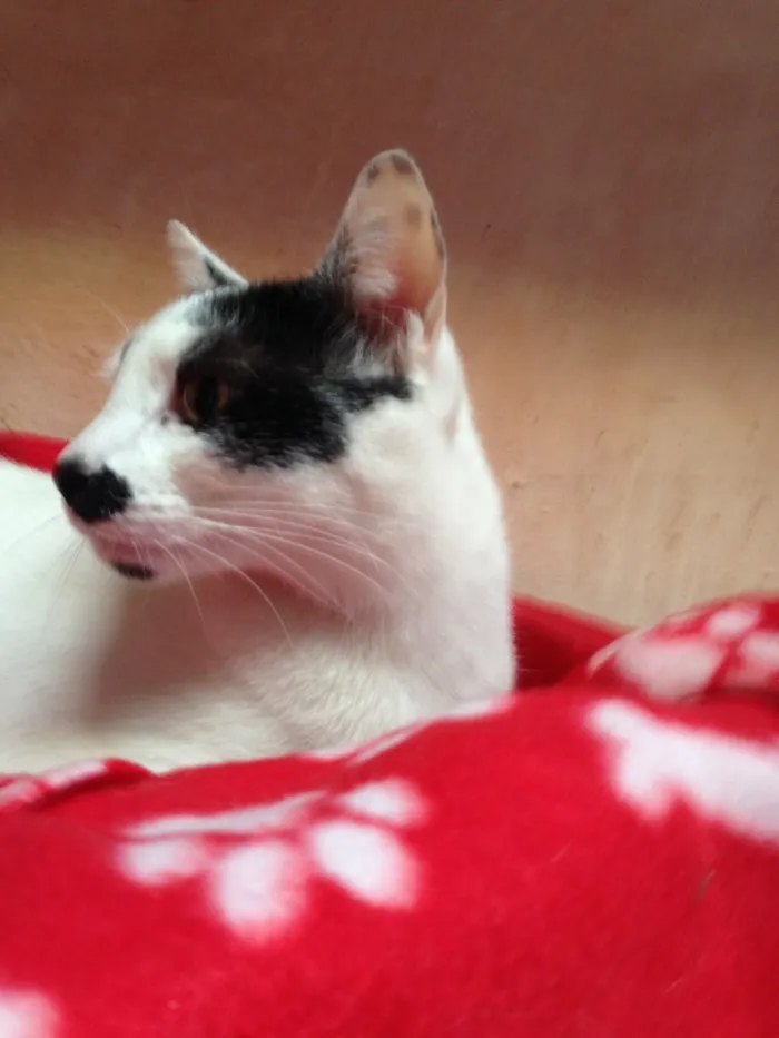 Gato ra a Srd idade 7 a 11 meses nome Pintado 
