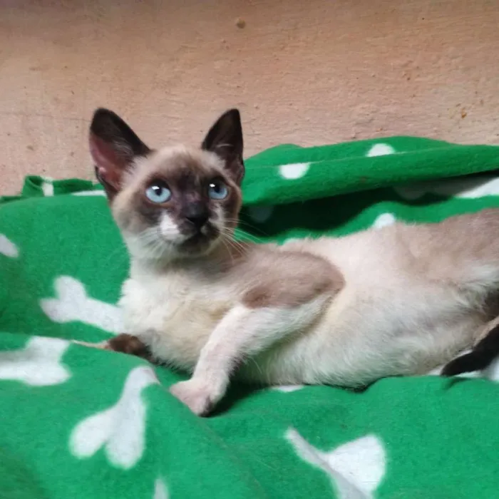 Gato ra a Srd idade 2 a 6 meses nome Fumaça