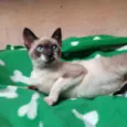 Fumaça