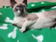 Fumaça